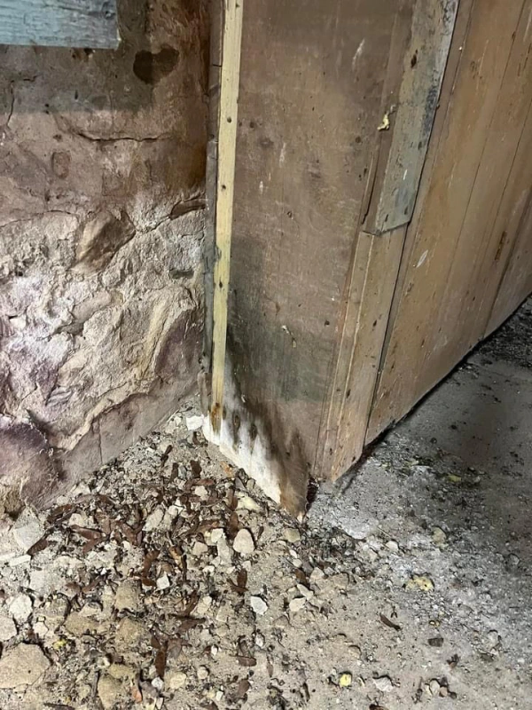 mold and mildew along wall and ground 600x800 1